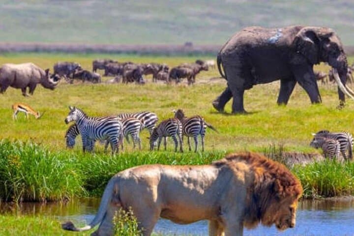 Lake Nakuru, Naivasha and Masai Mara Private Safari Tour