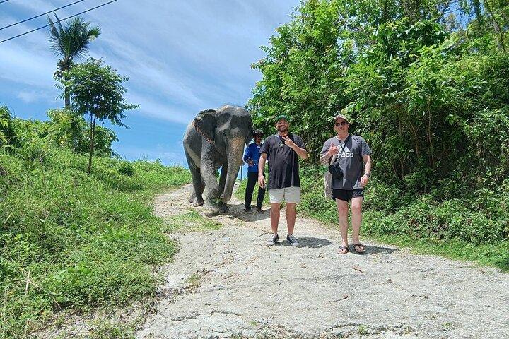 Patong destaca santuario de elefantes con visita guiada