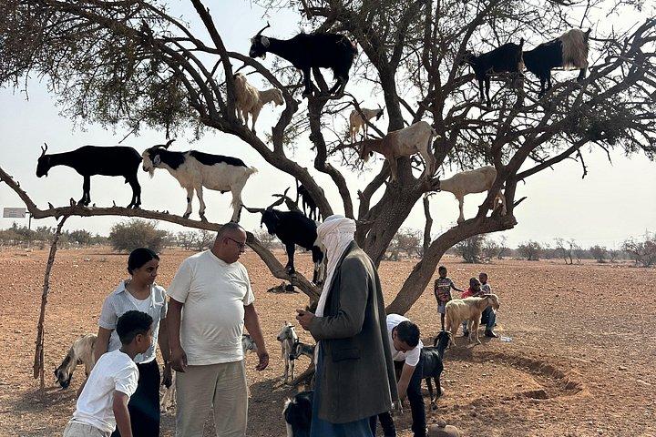 From Agadir visite Crocoparc & the famous three-climbing goats