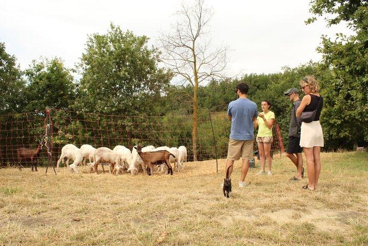 Cheese & wine tour in Piedmont with tasting and lunch on a farm.