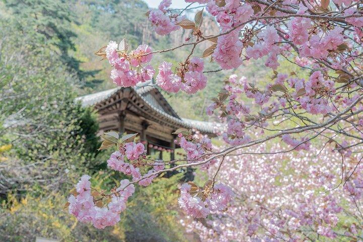 Da Seoul: Monte Seorak & Fiori di ciliegio & Foodie Tour