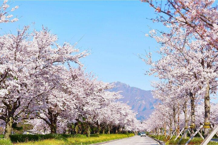 Da Seoul: Monte Seorak & Fiori di ciliegio & Foodie Tour