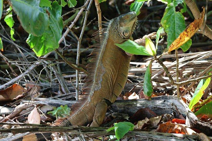 Cahuita National Park Vandring