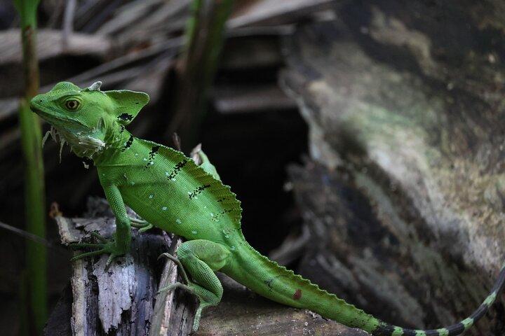 Cahuita National Park Vandring