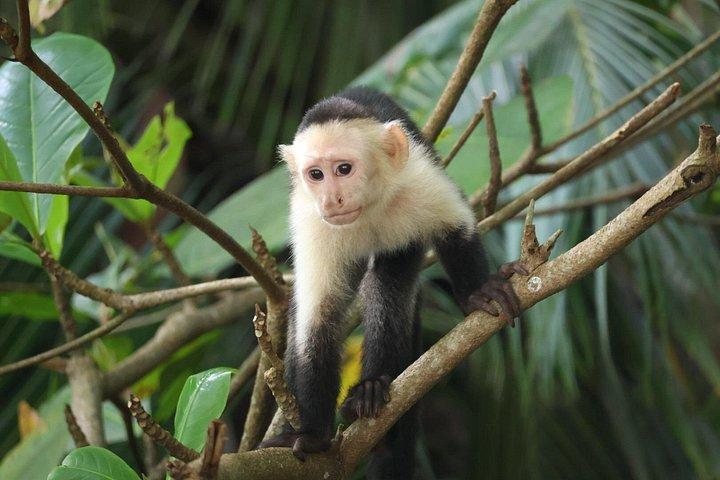Cahuita National Park Vandring