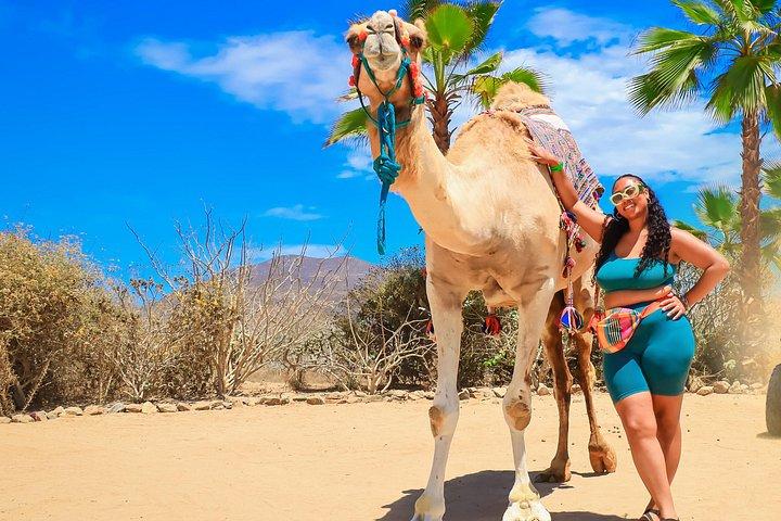 Giro in cammello con degustazione di tequila a Los Cabos