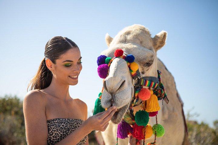 Giro in cammello con degustazione di tequila a Los Cabos