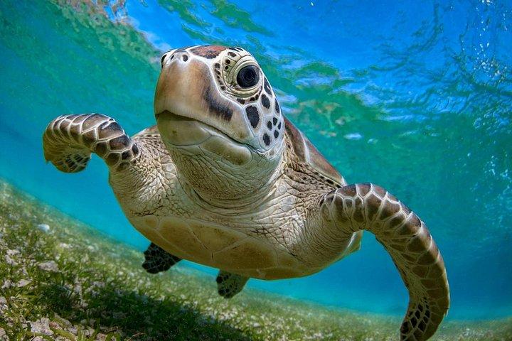 ヌサ・ペニダ島出発、シュノーケリングマンタ＆ウエストサイドランドツアー