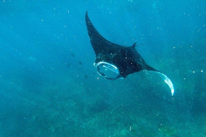 ヌサ・ペニダ島出発、シュノーケリングマンタ＆ウエストサイドランドツアー