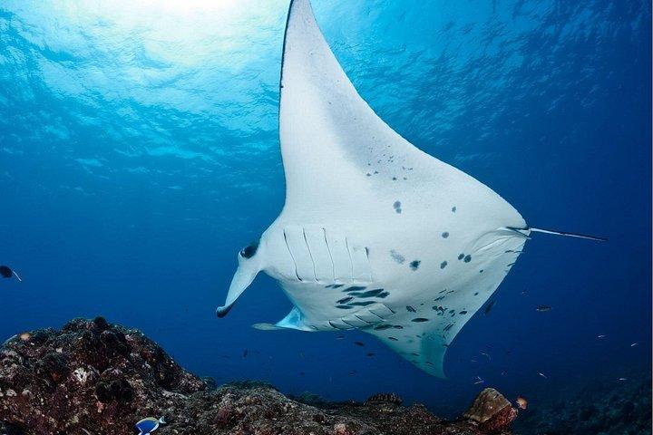 ヌサ・ペニダ島出発、シュノーケリングマンタ＆ウエストサイドランドツアー