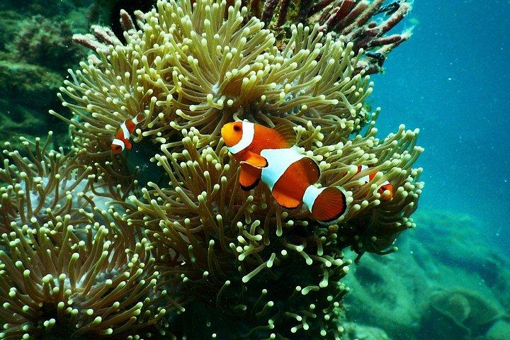 ヌサ・ペニダ島出発、シュノーケリングマンタ＆ウエストサイドランドツアー