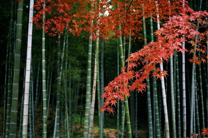 京都の嵐山の竹林：3時間のガイド付きツアー