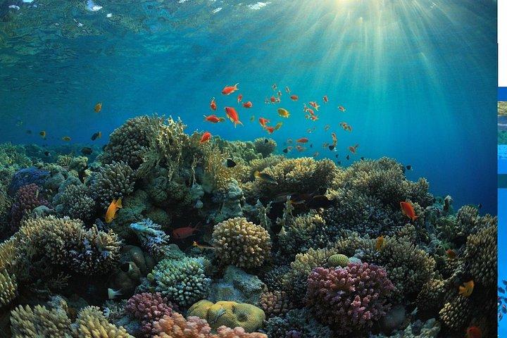 ペニダ島シュノーケリングマンタ＆ランドツアーウエストオールインクルシブ