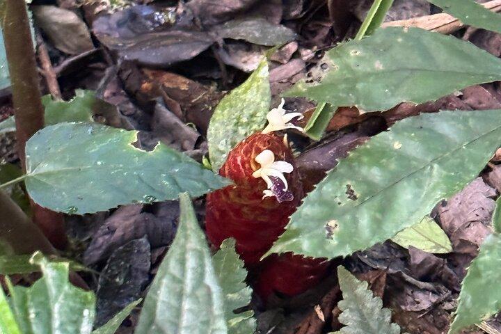 Natuurboswandeling op Bali