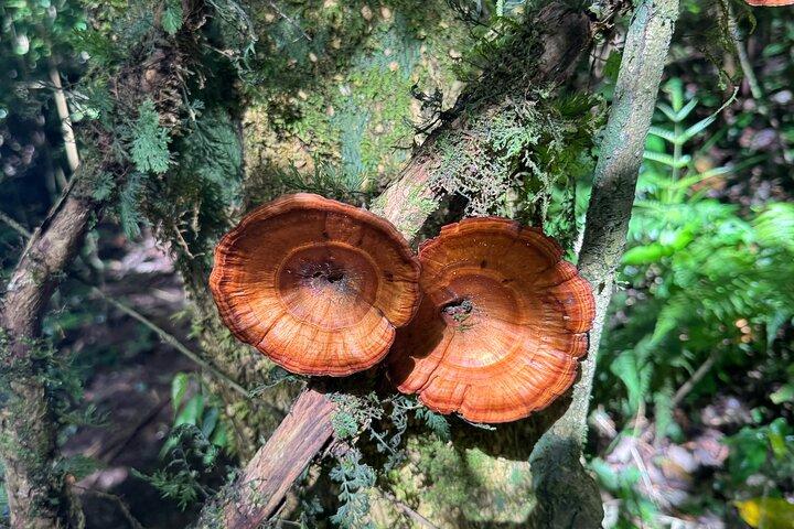 Natuurboswandeling op Bali