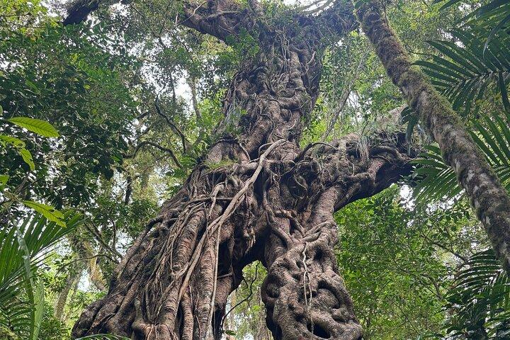 Natuurboswandeling op Bali