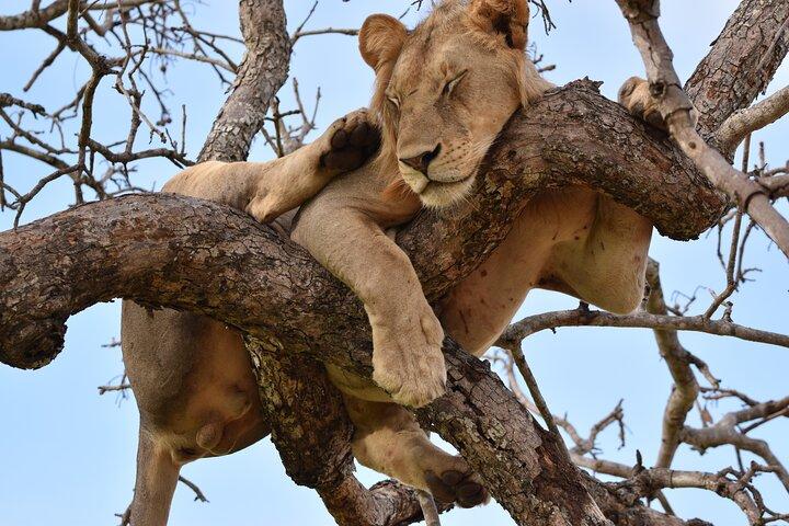 1 dag Mikumi Safari vanuit Dar ES Salaam met de trein