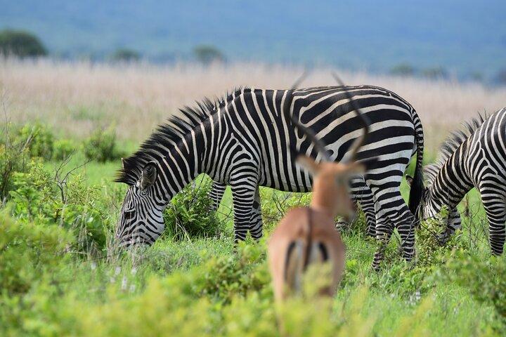 1 dag Mikumi Safari vanuit Dar ES Salaam met de trein