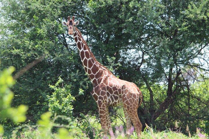 3 Days Maasai Mara Luxury Safari with Sundowner