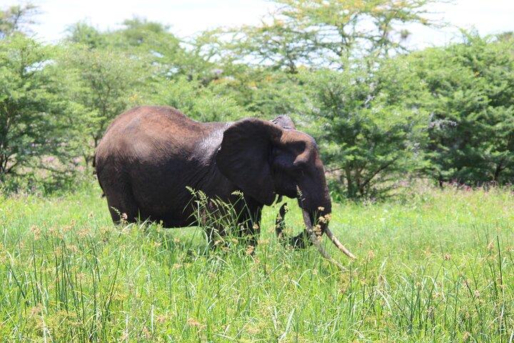 3 Days Maasai Mara Luxury Safari with Sundowner