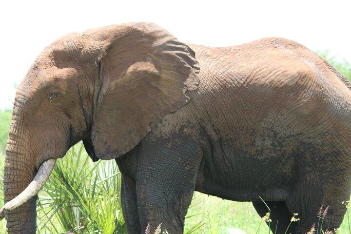 3 Days Maasai Mara Luxury Safari with Sundowner