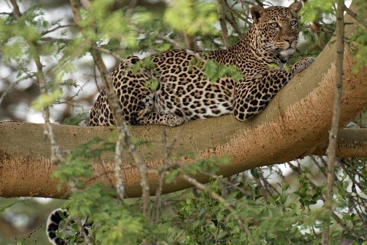 Safari de 5 días en Masai Mara y Lago Nakuru Kenia