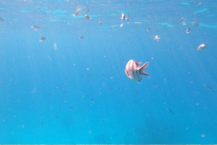 Sharm El-Sheikh: Ras Mohamed & White Island Snorkeling Trip