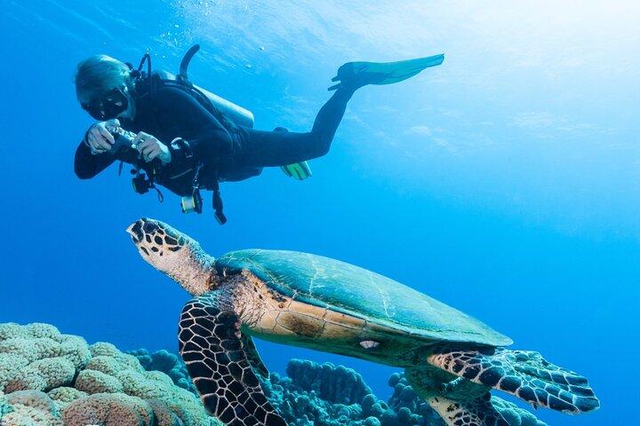 Sharm El-Sheikh: Ras Mohamed & White Island Snorkeling Trip