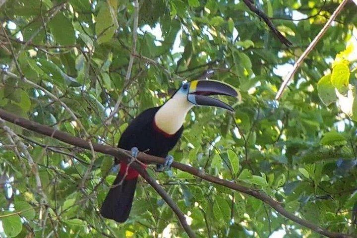 マヌ国立公園ツアー3泊4日