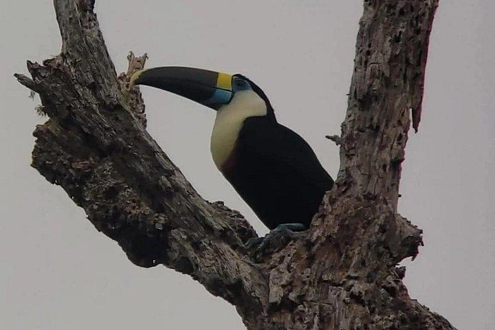 マヌ国立公園ツアー3泊4日