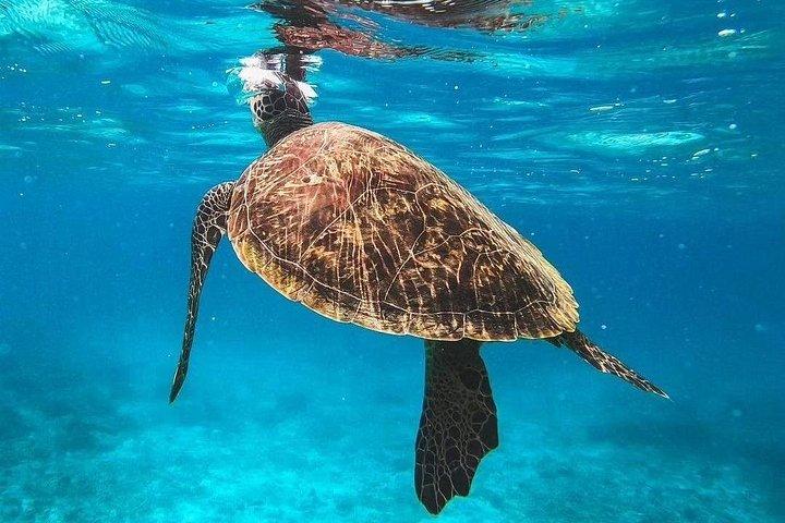Daymaniyat Eilanden Schildpadreservaat Snorkelen
