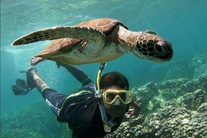 Daymaniyat Eilanden Schildpadreservaat Snorkelen
