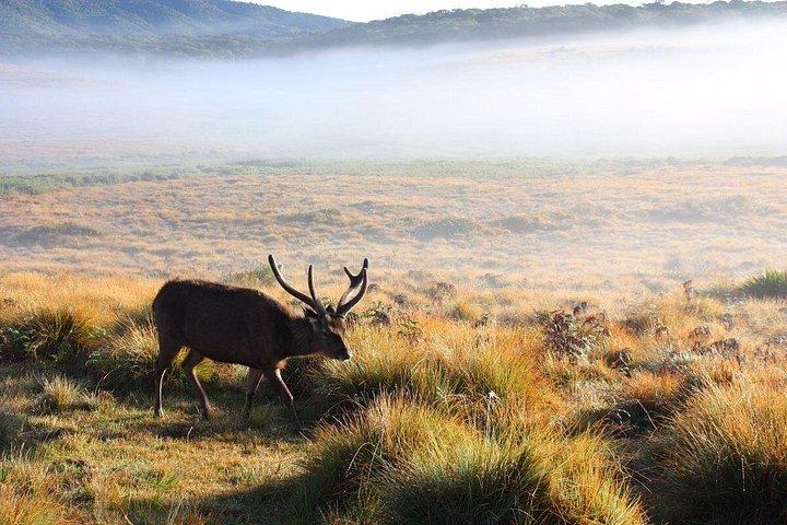 複数日にわたるカスタマイズ可能なスリランカツアーを強く推奨