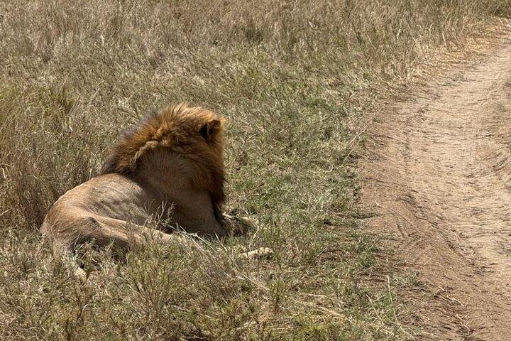 4 Day Safari Adventure in Tanzania Iconic Parks