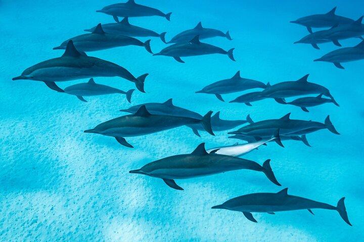 シャアブサマダイ、シュノーケリングアドベンチャー＆サンゴ礁、マルサアラム
