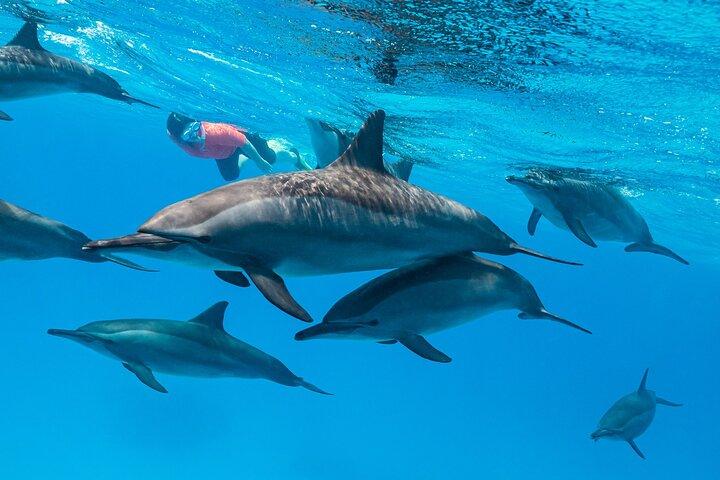シャアブサマダイ、シュノーケリングアドベンチャー＆サンゴ礁、マルサアラム