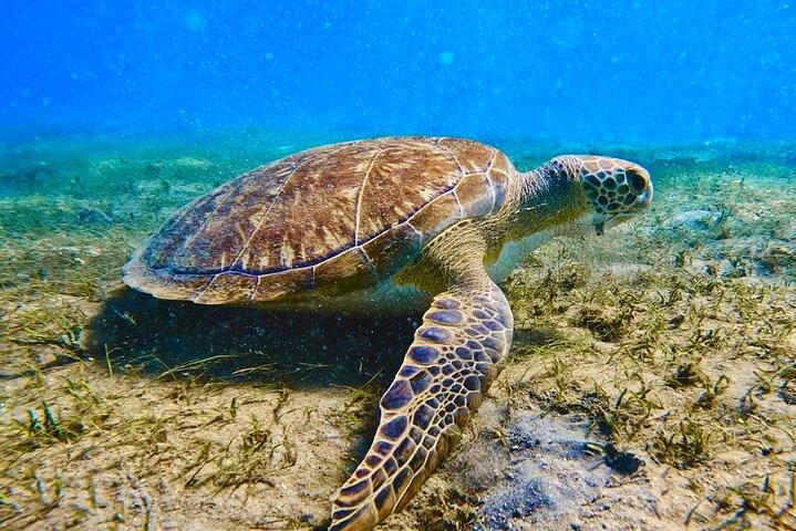 Guidad snorkeltur Phil Foster Park (HÖG TIDVATTEN ENDAST-FRIA VIDEOR)