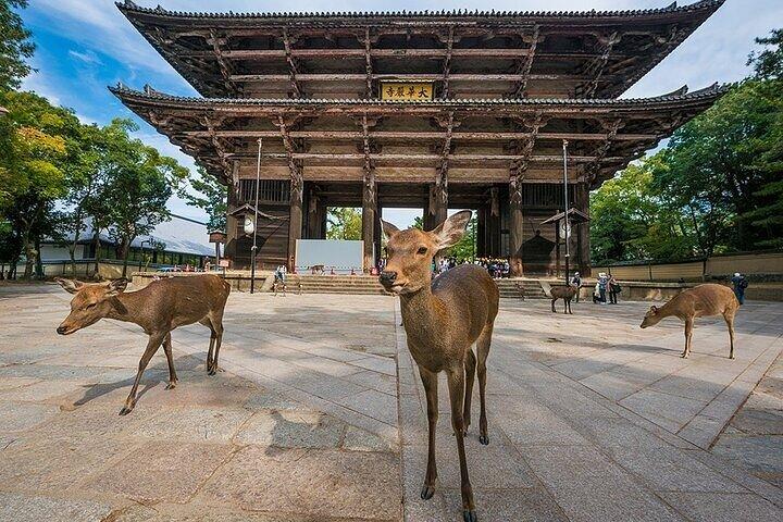 Nara und Osaka Tour ab Osaka oder Kobe Hafen