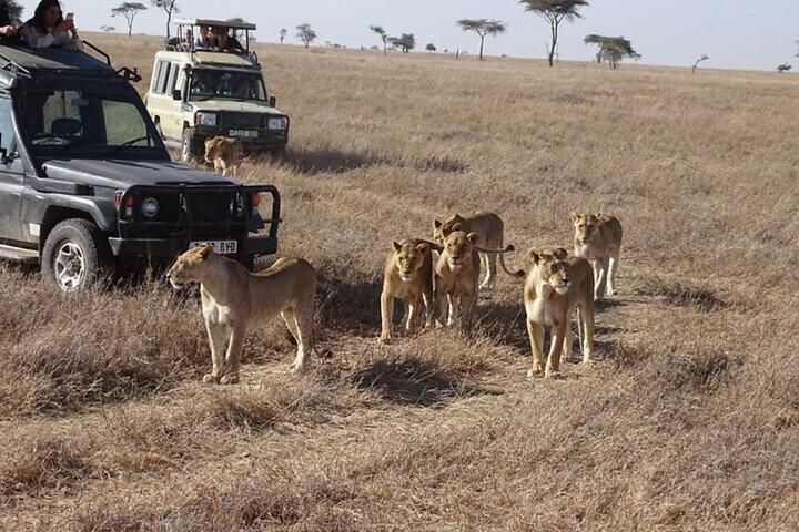 Safari Maasai Mara di 3 giorni in 4x4 con lingue straniere