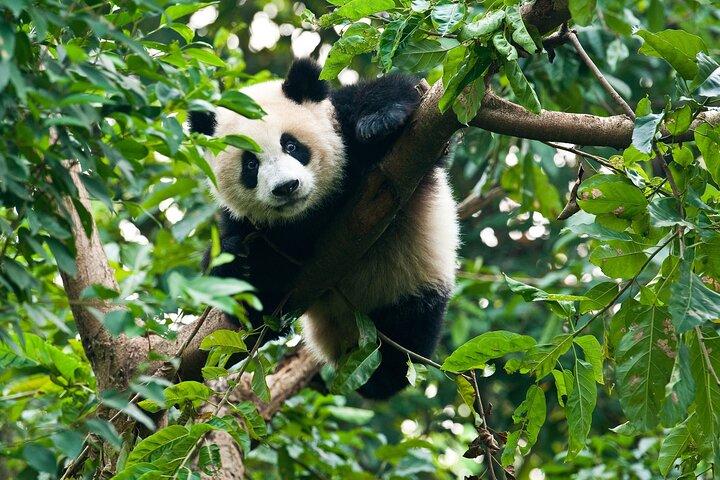 Excursão privada Chengdu Pandas, chá e ruas antigas