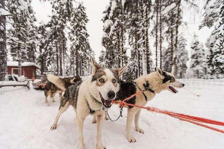 Experience Husky Safari from Rovaniemi