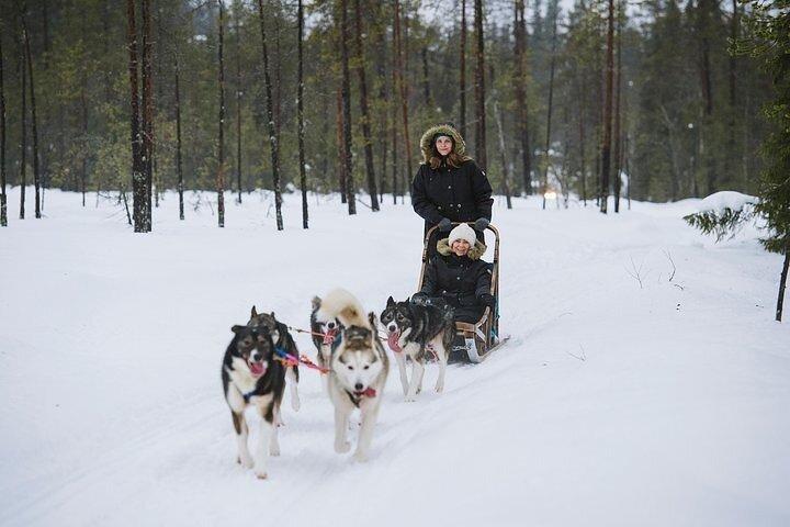Ervaar Husky Safari vanuit Rovaniemi