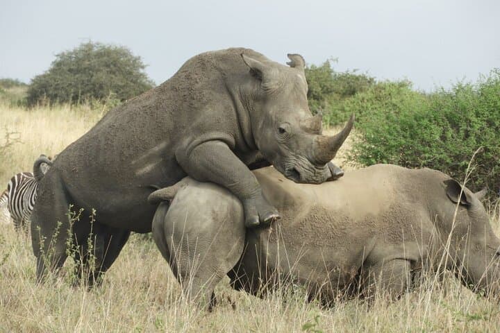 Private Nairobi National Park Safari in 4x4 Land Cruiser