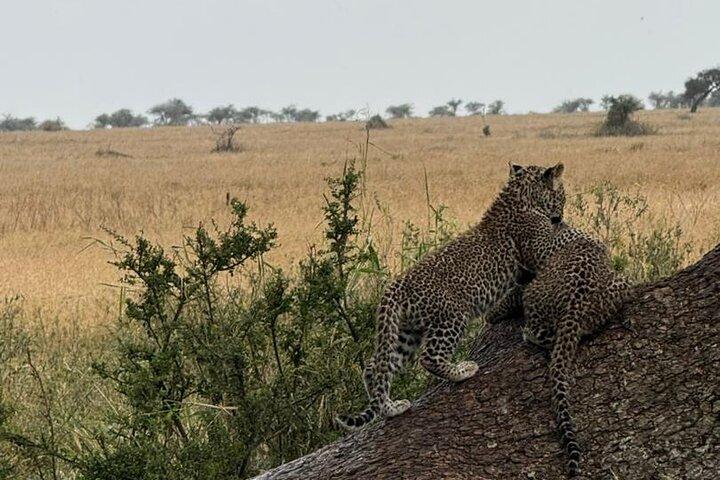 4-daags Safari Avontuur in Tanzania Iconische Parken