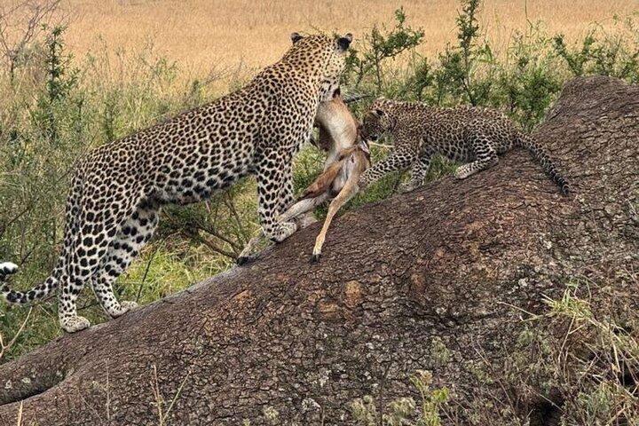 4 Day Safari Adventure in Tanzania Iconic Parks