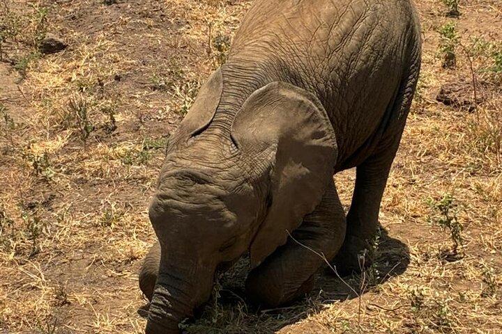 4 Day Safari Adventure in Tanzania Iconic Parks