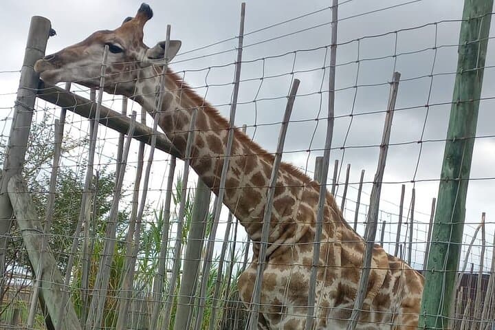 Giraffe House Encounter & Cheetah Outreach with Wine Tasting Tour