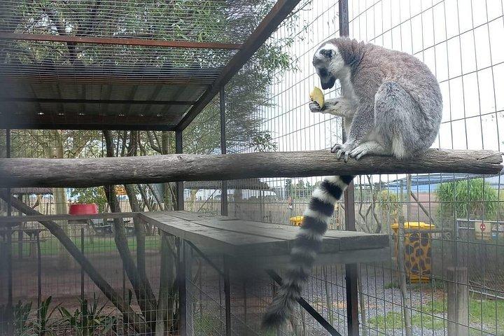 チーター・アウトリーチ・エンカウンター＆キリンハウス＆ワインテイスティングツアー