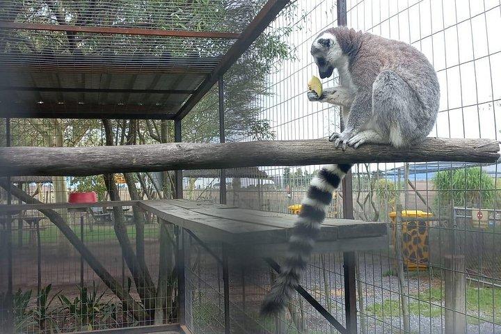 チーター・アウトリーチ・エンカウンター＆キリンハウス＆ワインテイスティングツアー