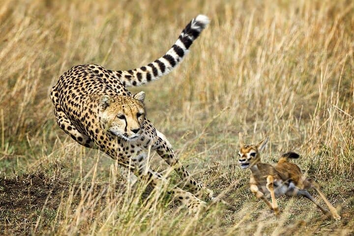 5 Day Luxury Nairobi Safari Tour